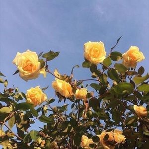 Meet your Posher, Abigail